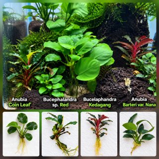 2x Anubias | 3x Bucephalandras | plantas Aquário