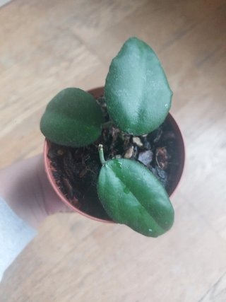 Hoya caudata sumatra
