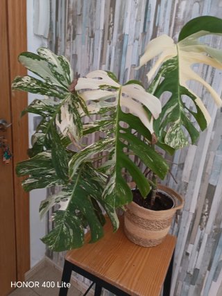 Monstera Variegata