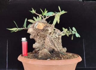 Pre bonsai de Olivo