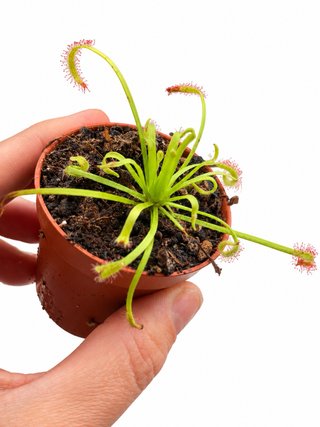 Planta Carnívora Drosera
