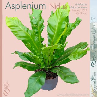 Asplenium nidus Ø 17 cm, Helecho Nido de Ave