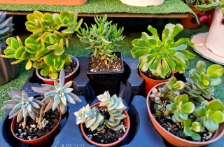 Lote de 6 Suculentas Variadas