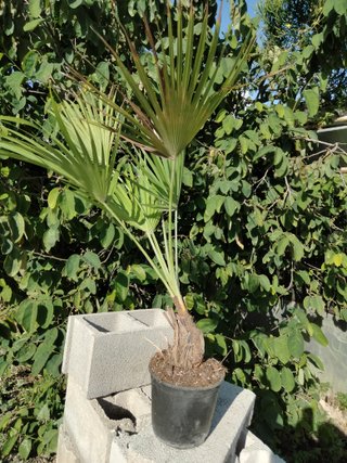 Sabal dominguensis