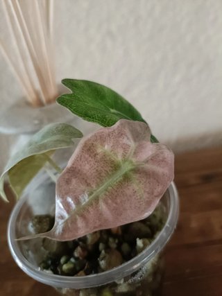 Alocasia Polly Pink Snowflake Mutación