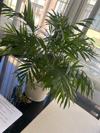 Planta de interior con maceta decorativa
