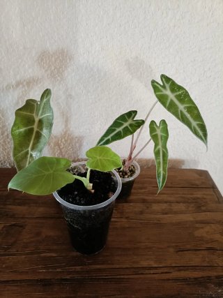 Lote de 3 plantas Alocasia
