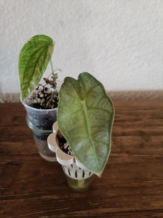 Lote de dos plantas pequeñas