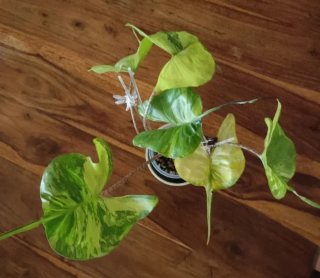 Alocasia Stingray Variegata