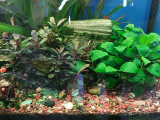 Lote Plantas Acuario para Pilar