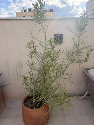 Euphorbia Tirucalli Grande (Árbol de los dedos)