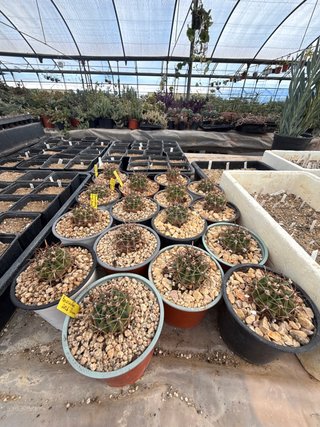 Ferocactus en maceta