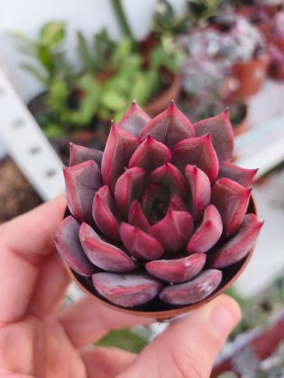 Echeveria spheric 🇰🇷 5.5cm