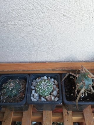 Lote de 3 Cactus de Colección