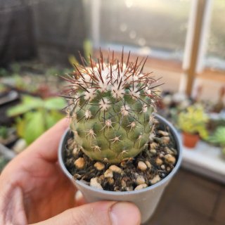 Copiapoa cinerea longistamea