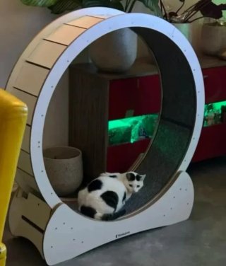 Rueda de Ejercicio para Mascotas