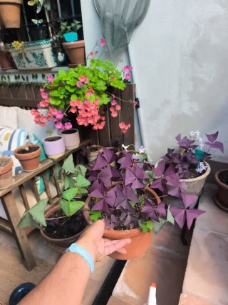 Oxalis variado