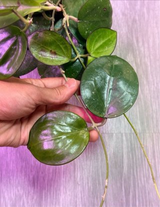 Hoya da lat