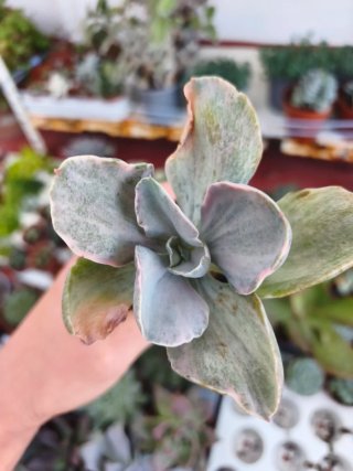 Echeveria decora 5.5cm