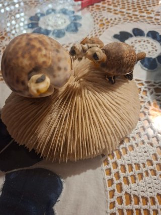 Figura Decorativa de Coral y conchas