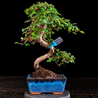 BONSAI 6 AÑOS OLMO PARVIFOLIA 10842959