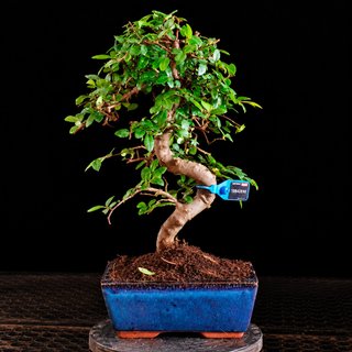 BONSAI 6 AÑOS OLMO PARVIFOLIA 10842910