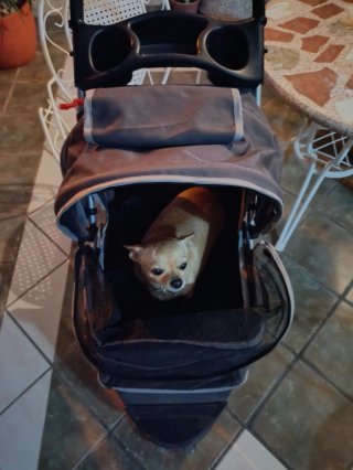 Carrito de paseo para perros