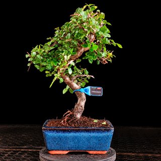 BONSAI 6 AÑOS OLMO PARVIFOLIA 10842901