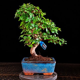 BONSAI 6 AÑOS OLMO PARVIFOLIA 10842904