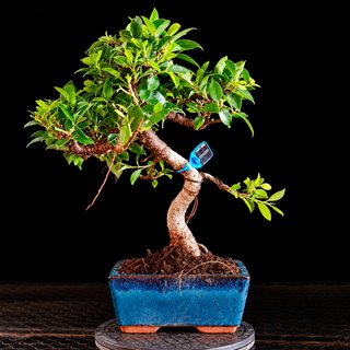 BONSAI 6 AÑOS FICUS TIGER BARK 10842903