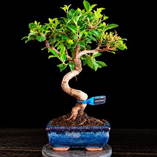 BONSAI 6 AÑOS FICUS TIGER BARK 10842906