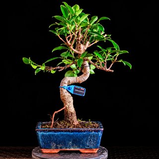BONSAI 6 AÑOS FICUS TIGER BARK 10842909
