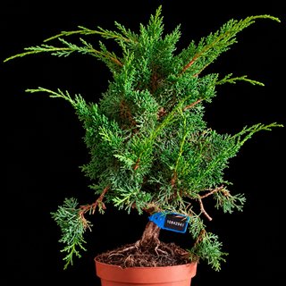 PREBONSAI JUNIPERUS KYUSHU 10842947