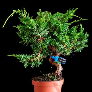 PREBONSAI JUNIPERUS KYUSHU 10842947