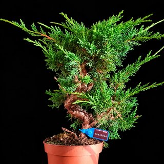 PREBONSAI JUNIPERUS KYUSHU 10842944