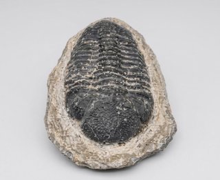 Fósil de Trilobite