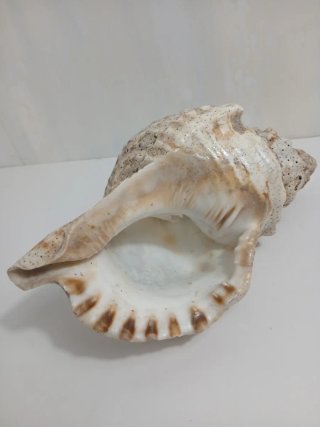 Caracola Marina Gigante Bursa Bubo