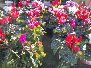 Plantas de Ciclamen 25 cm