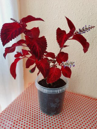 Planta Coleo de Hojas Rojas