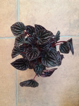 Peperomia Red Luna