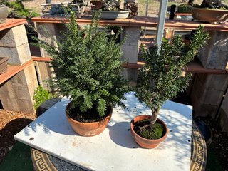 Lote de 2 árboles para bonsái