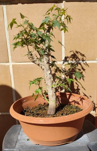 Bonsái Arce Palmatum