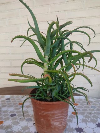 Planta Aloe Arborescent