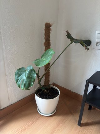 Planta Monstera con Maceta