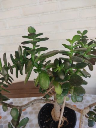 Planta de Jade (Crassula Ovata)