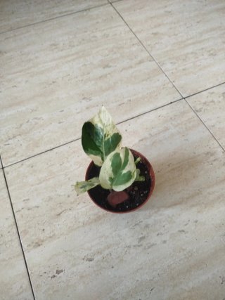 Planta Pothos Marble