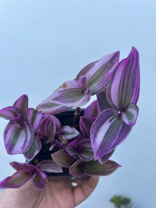 Planta Tradescantia Nanouk