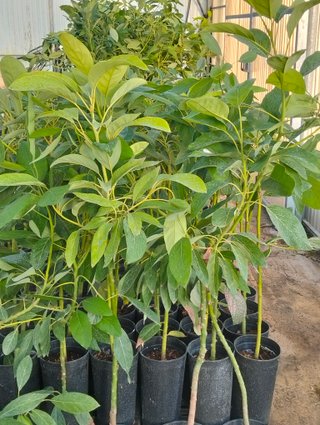 Plantas de Aguacate