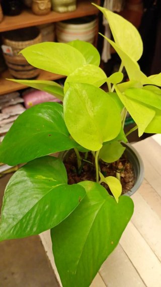 Planta Potus Neon