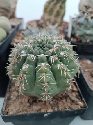 Cactus Gymnocalycium baldianum